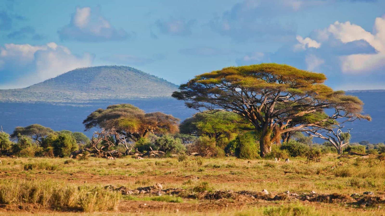 Africa