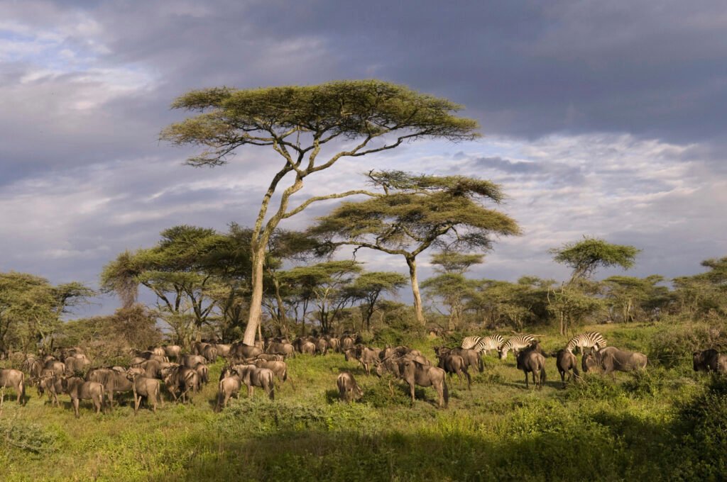 Savannen i Serengeti i Kenya. Et rejseindtryk, der sætter sig smukt i sjælen