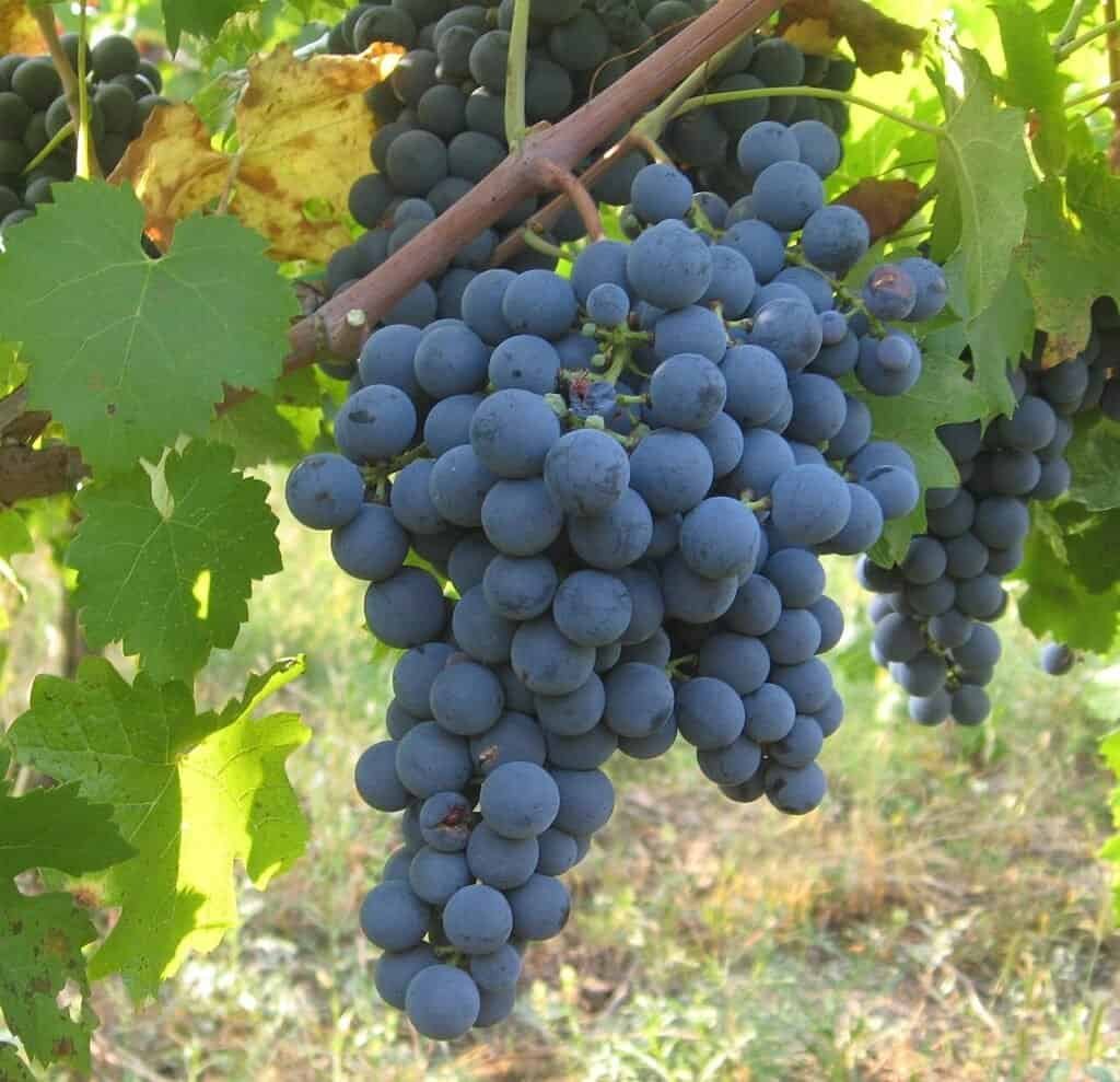 Colchagua Valley: Chile's wine country beyond Casablanca