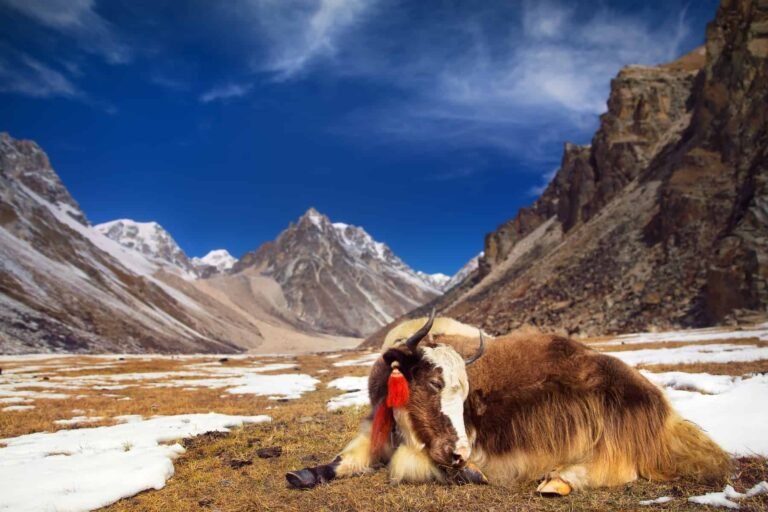 Bhutan Yak taking a break