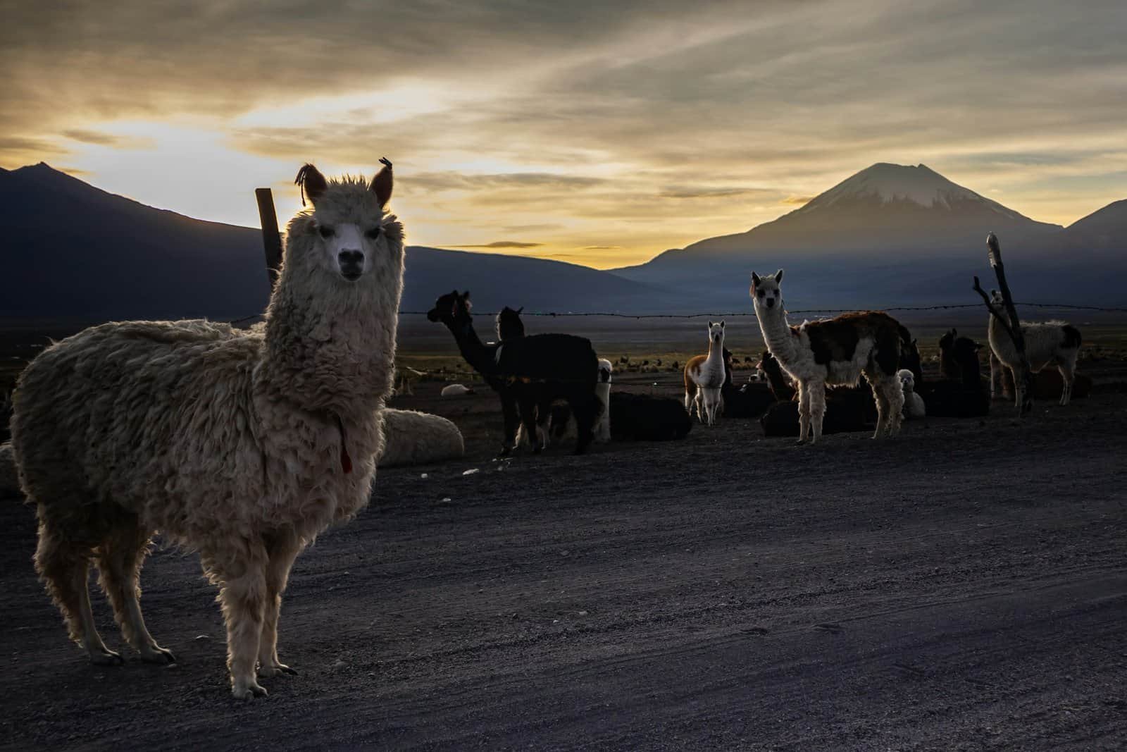 Llamas on a road crossing the Altiplano in the Andes