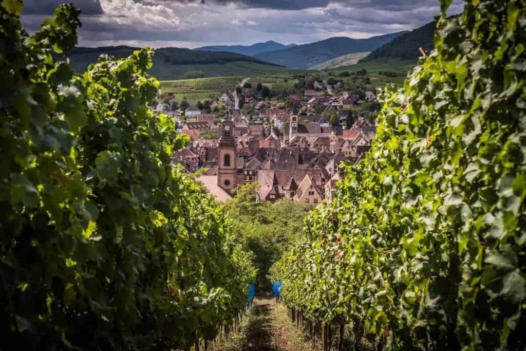 Half-timbered houses in Riquewihr, Alsace, surrounded by grand cru vineyards
