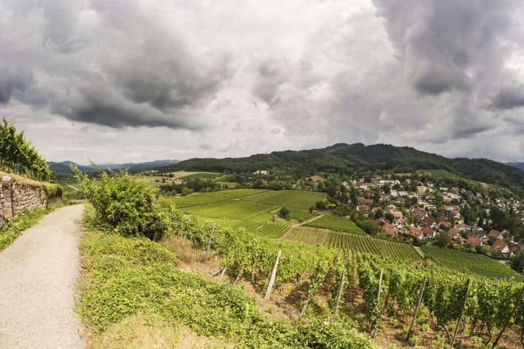 Summer vineyards above Staufen im Breisgau on the western edge of the Black Forest